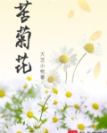 苦菊花泡水喝功效